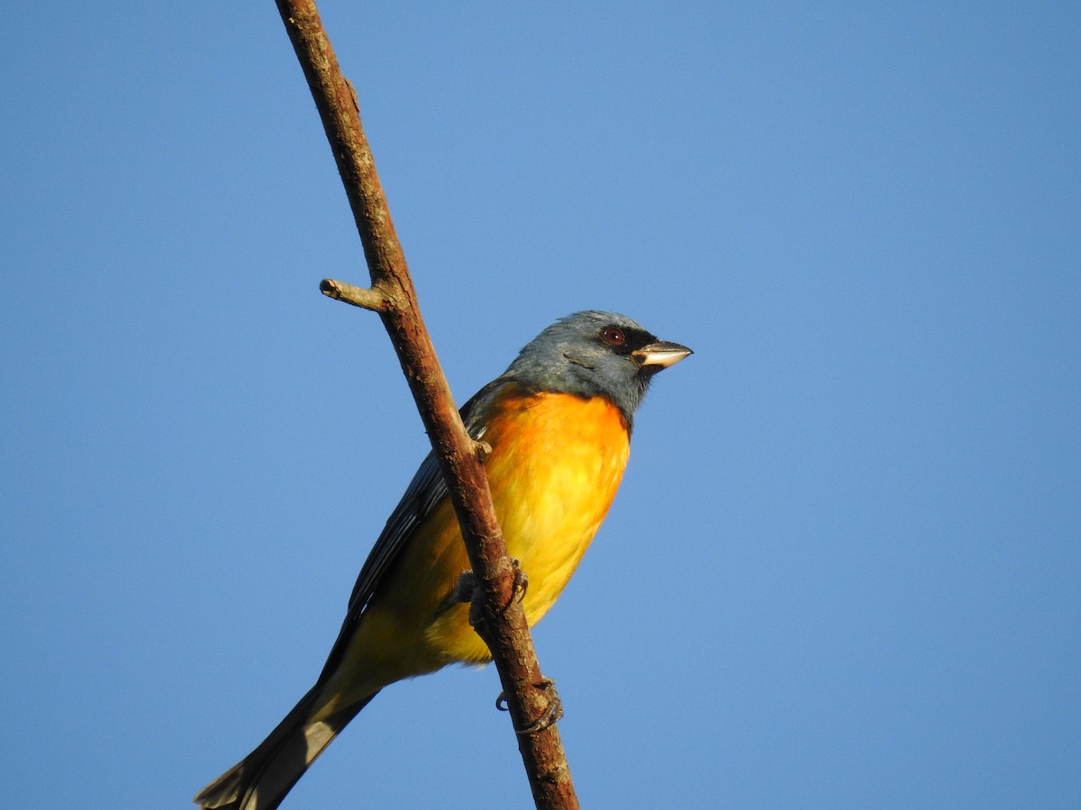 Blue-and-yellow Tanager - ML96622961
