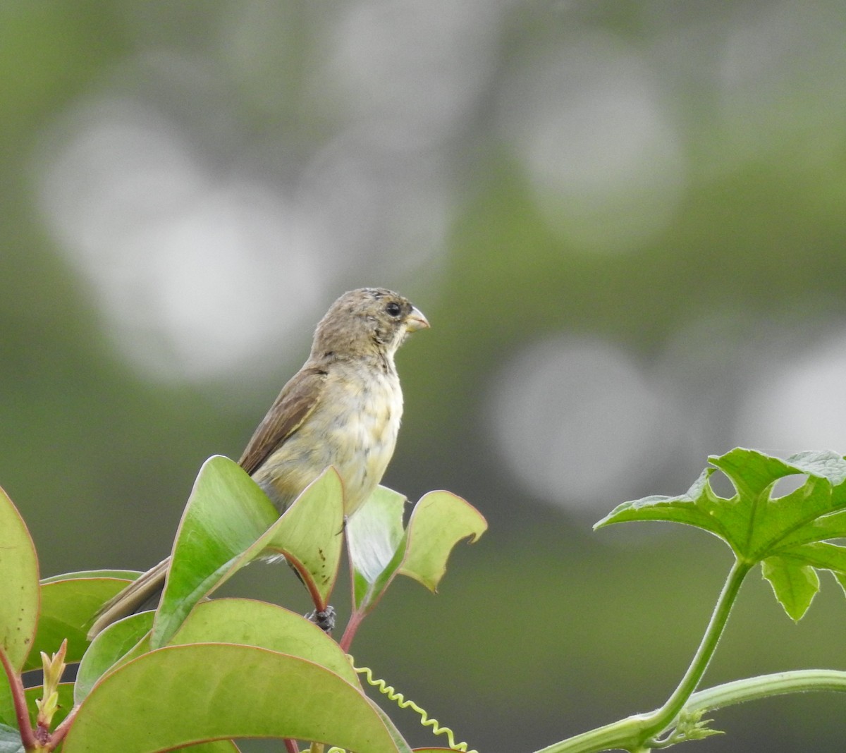 Double-collared Seedeater - ML96624171