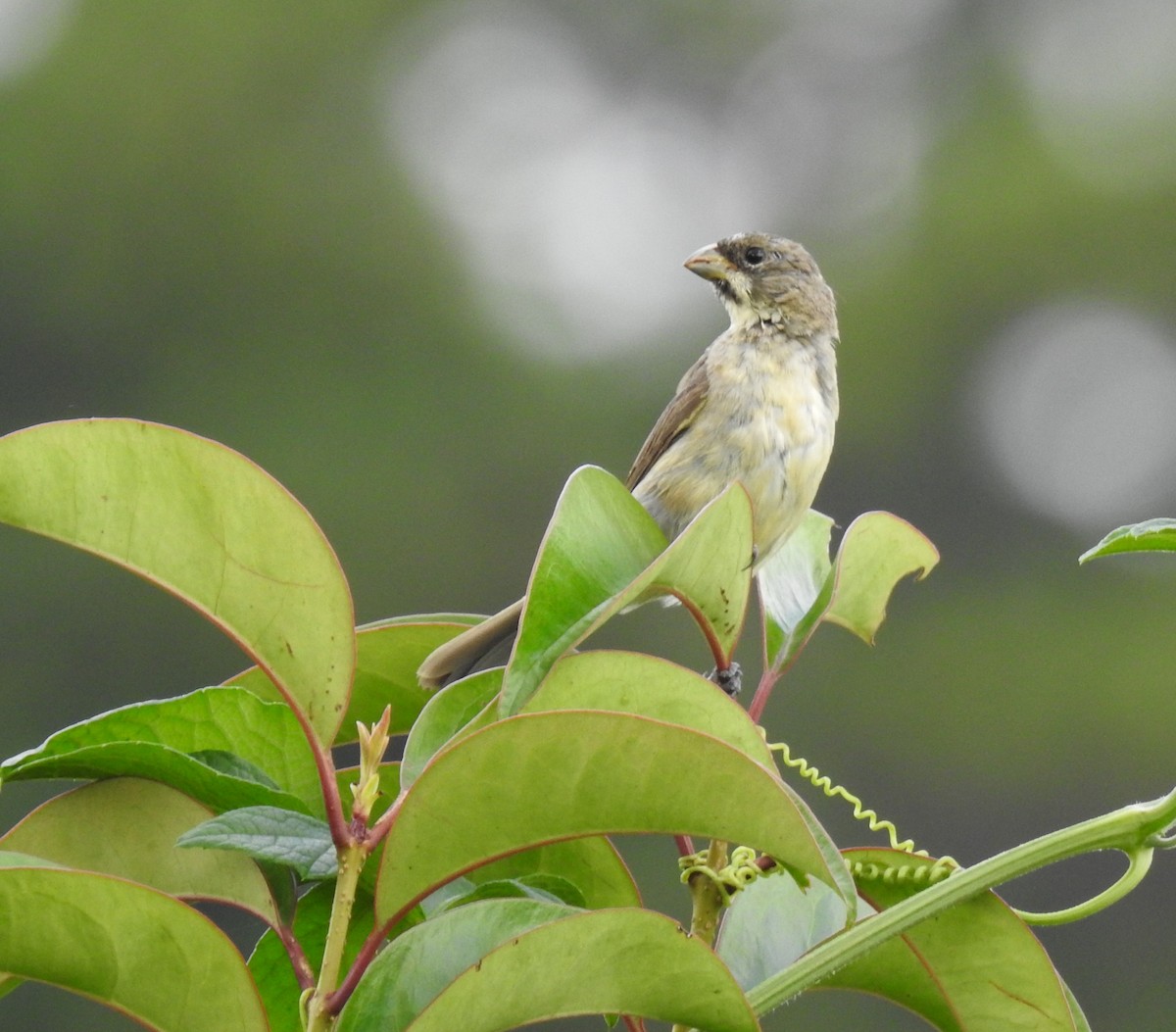 Double-collared Seedeater - ML96624181
