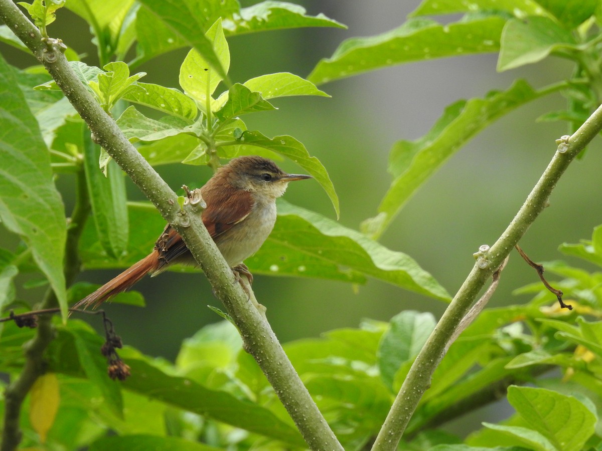 Yellow-chinned Spinetail - ML96625831