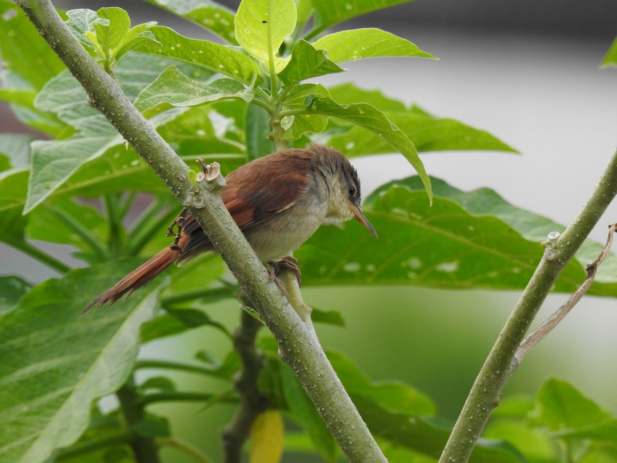 Yellow-chinned Spinetail - ML96625851