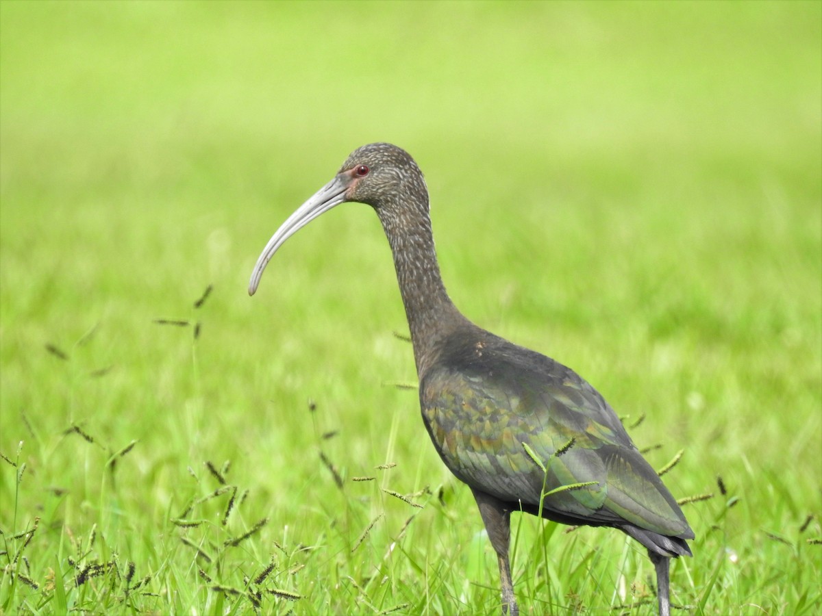 ibis americký - ML96625891