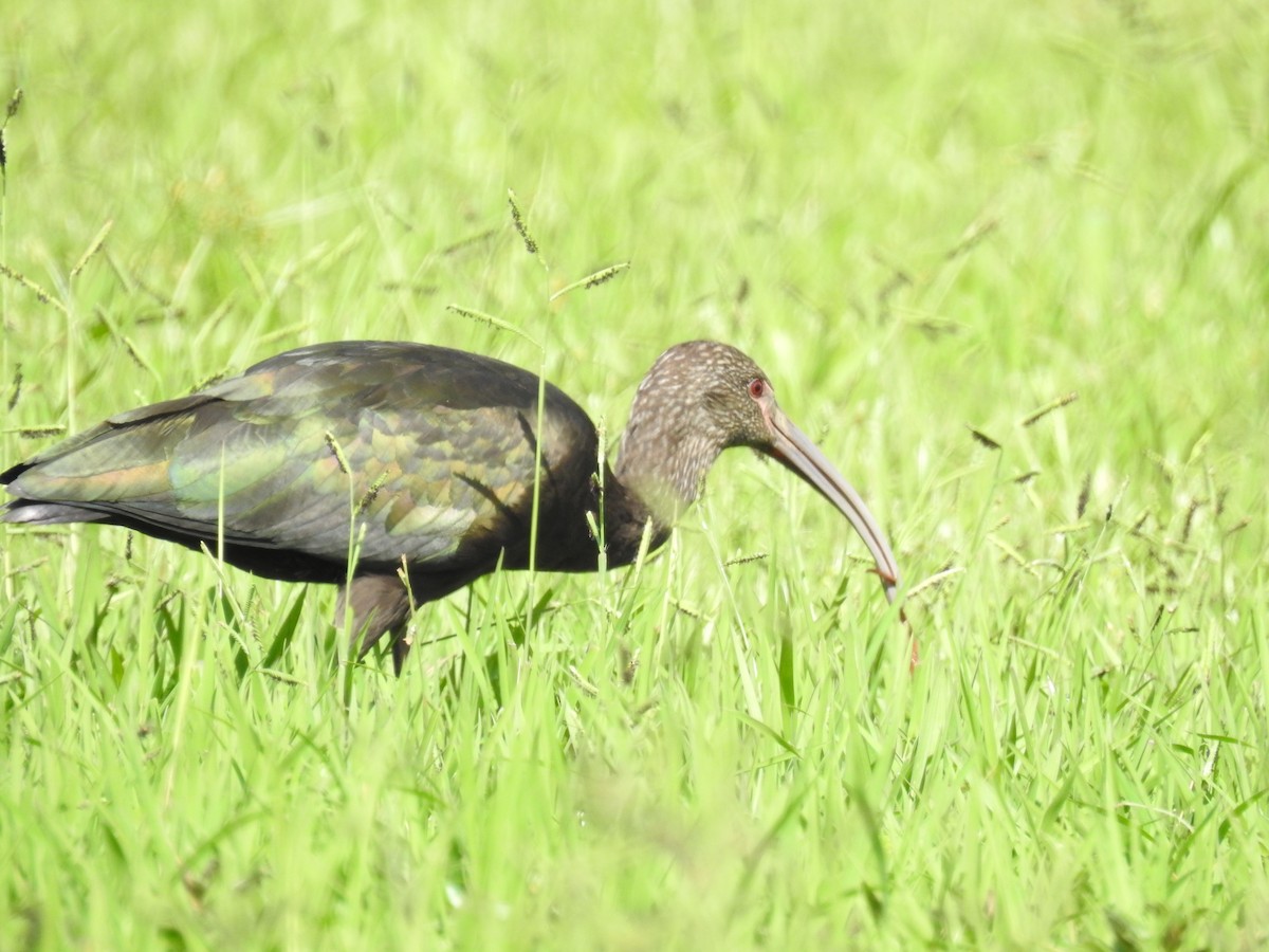 ibis americký - ML96625921