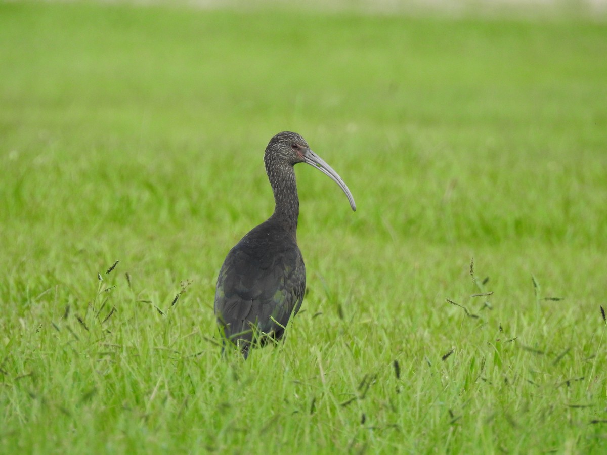 ibis americký - ML96625981