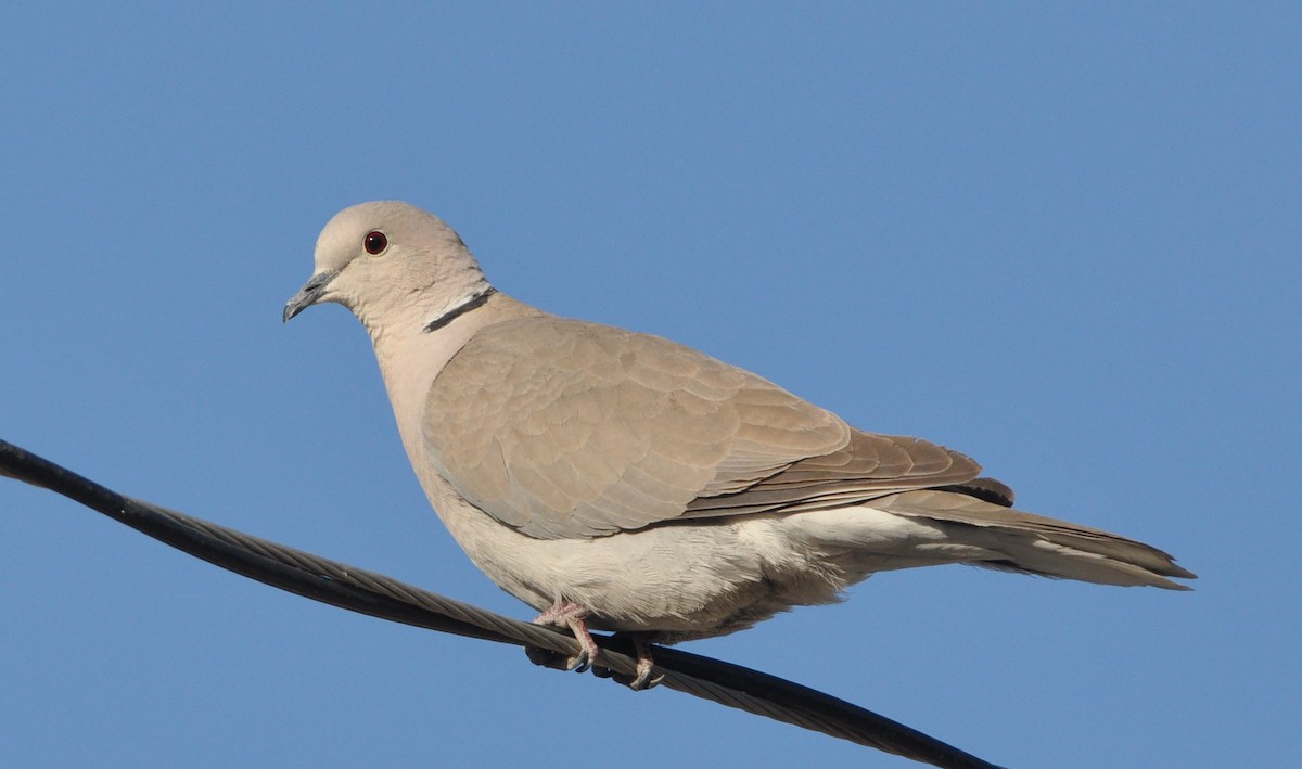Eurasian Collared-Dove - ML96626941