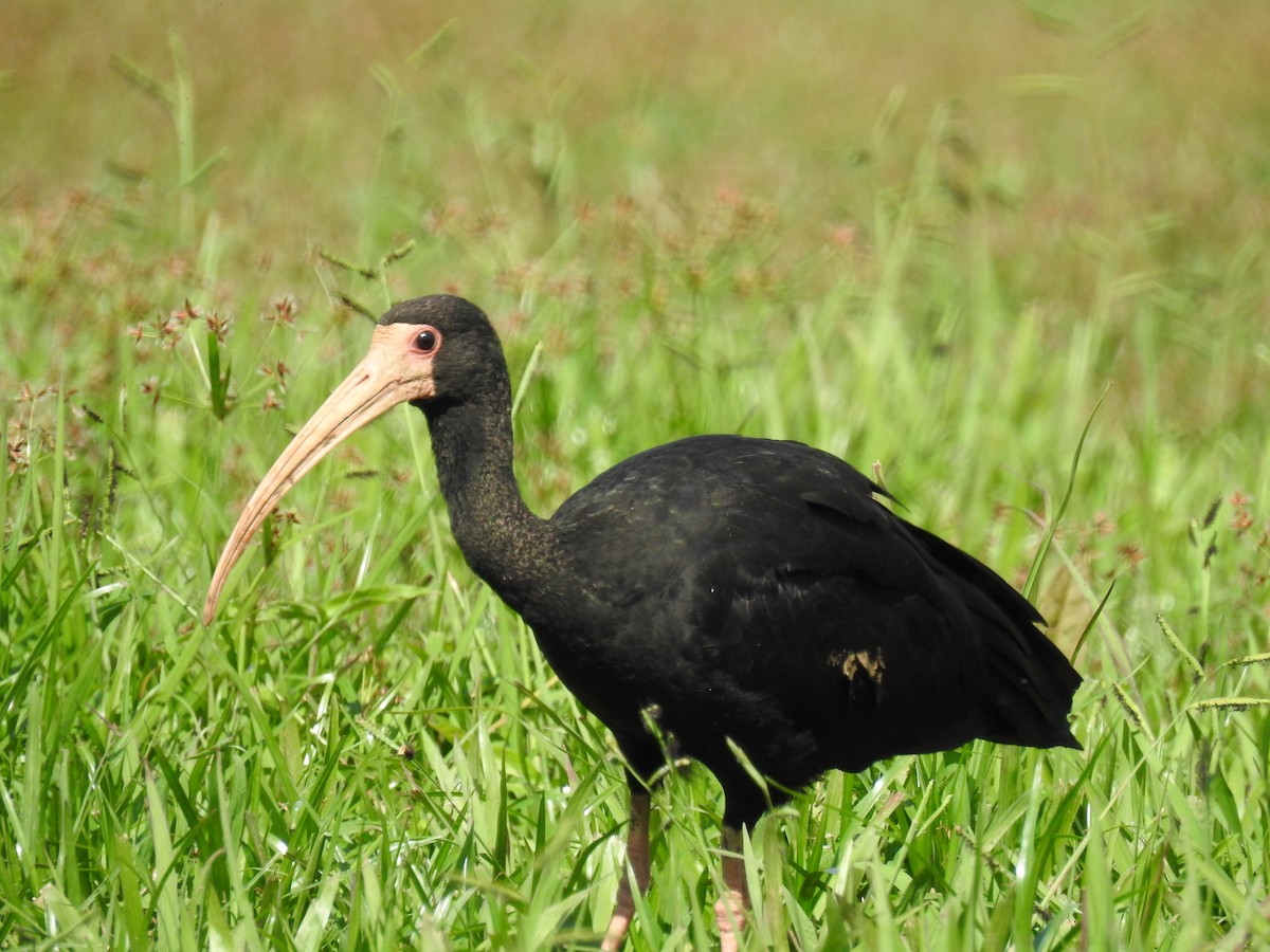ibis tmavý - ML96627241