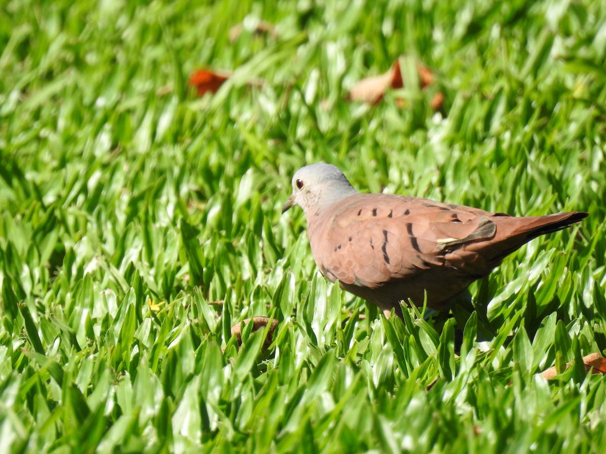 Ruddy Ground Dove - ML96628771