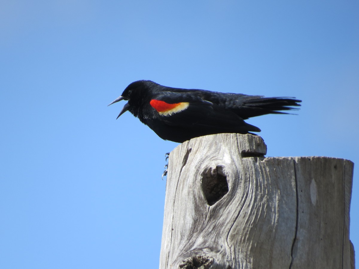 Red-winged Blackbird - Ethan Maynard