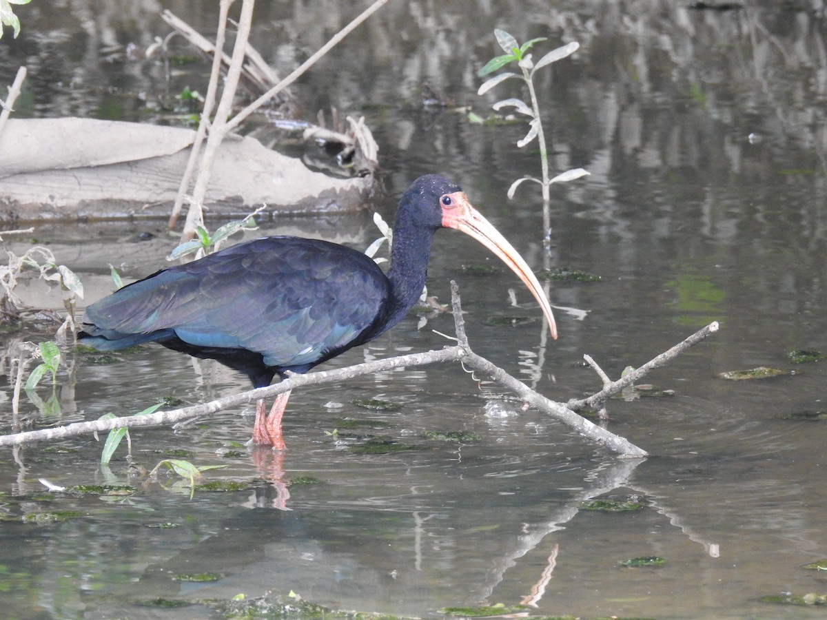 ibis tmavý - ML96631201