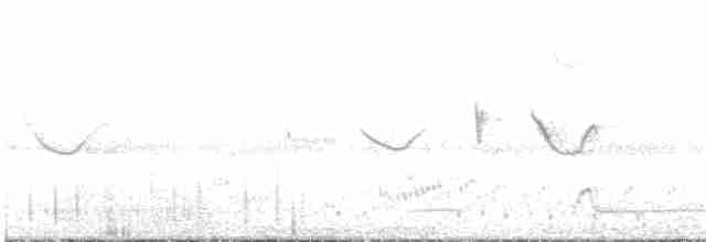 Spot-tailed Nightjar - ML96631961