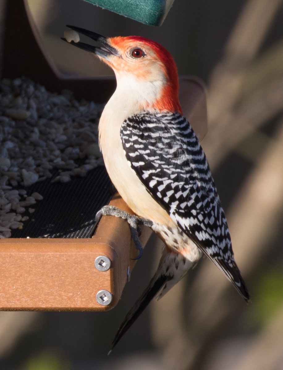 Red-bellied Woodpecker - ML96633381
