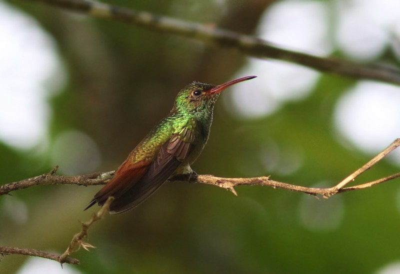 Rufous-tailed Hummingbird (Rufous-tailed) - ML96634651