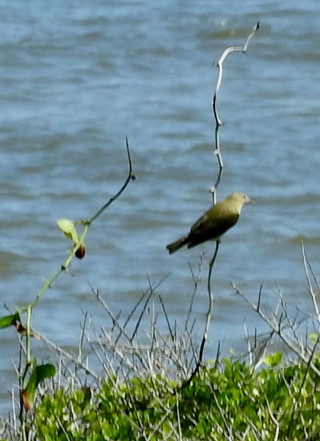 Red-eyed Vireo - Eric Haskell