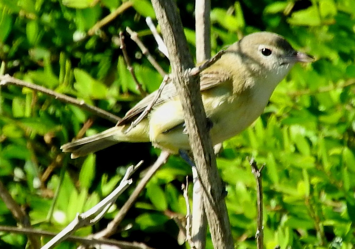 Bell's Vireo (Eastern) - Eric Haskell