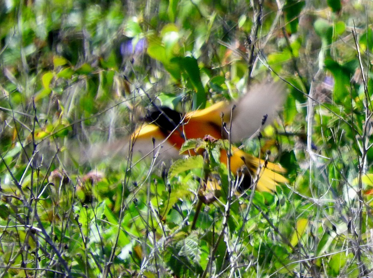 Baltimore Oriole - Eric Haskell