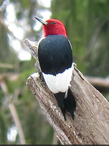 Red-headed Woodpecker - ML96642221