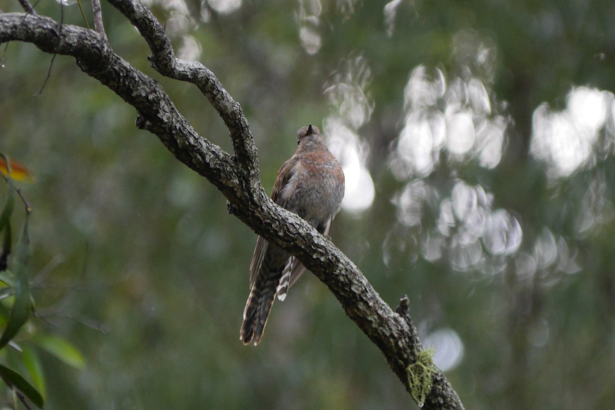 Fan-tailed Cuckoo - ML96643131