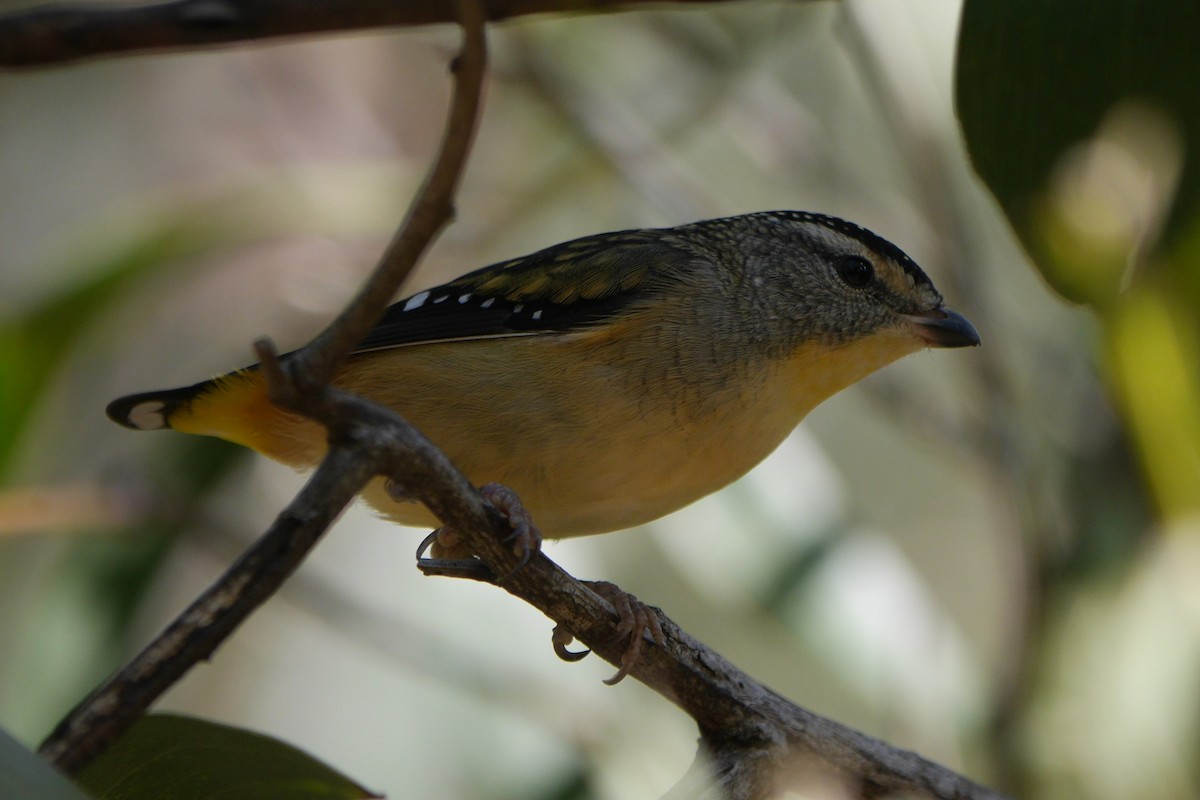 Spotted Pardalote - ML96643311