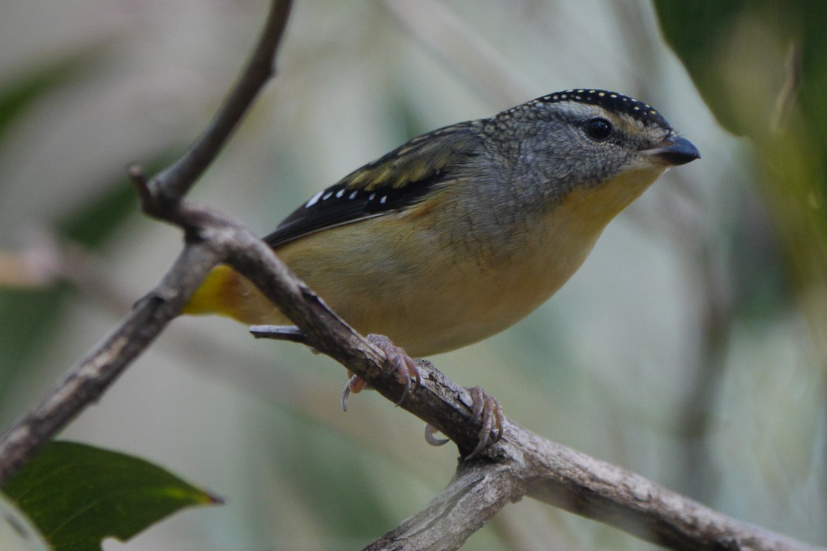 Spotted Pardalote - ML96643331
