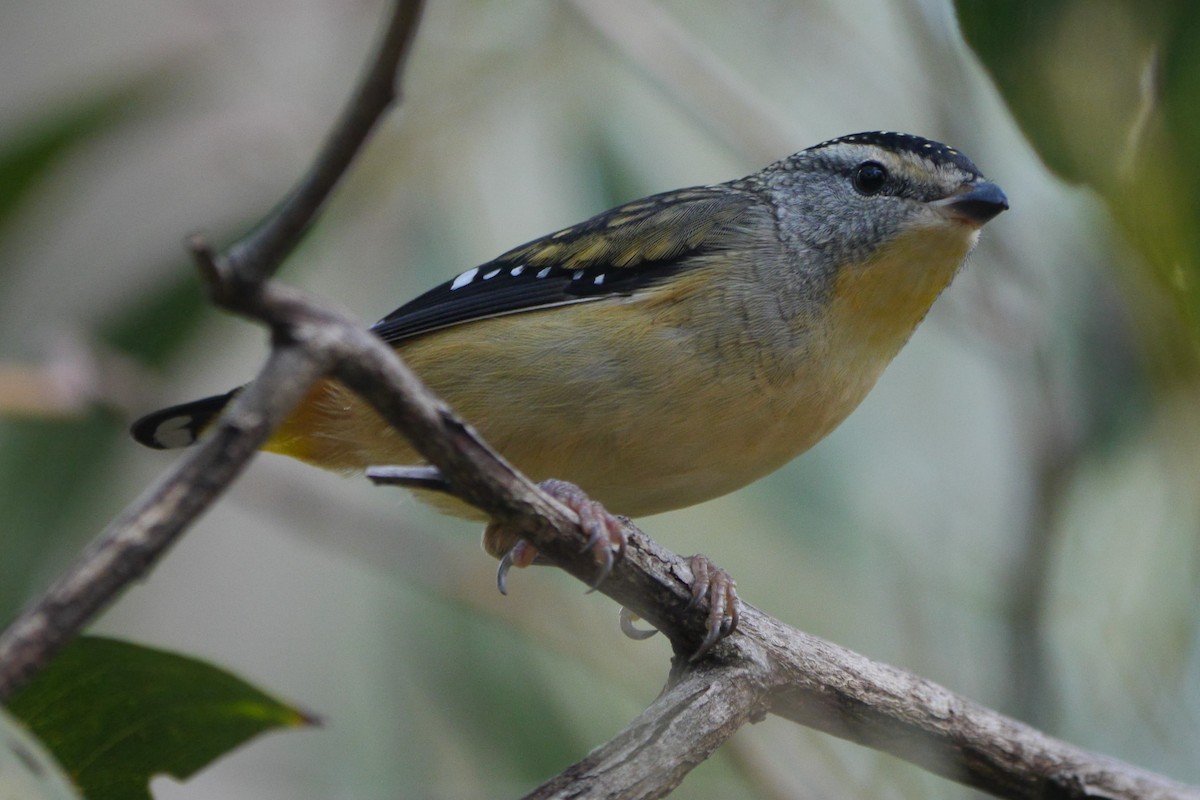 Spotted Pardalote - ML96643341