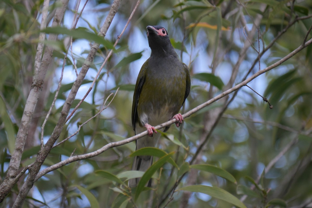 Australasian Figbird - ML96643471