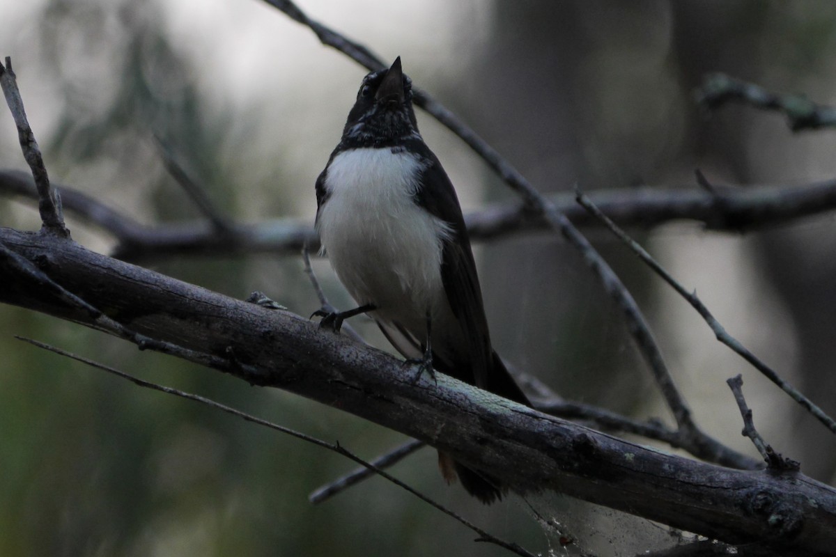 Willie-wagtail - ML96643481