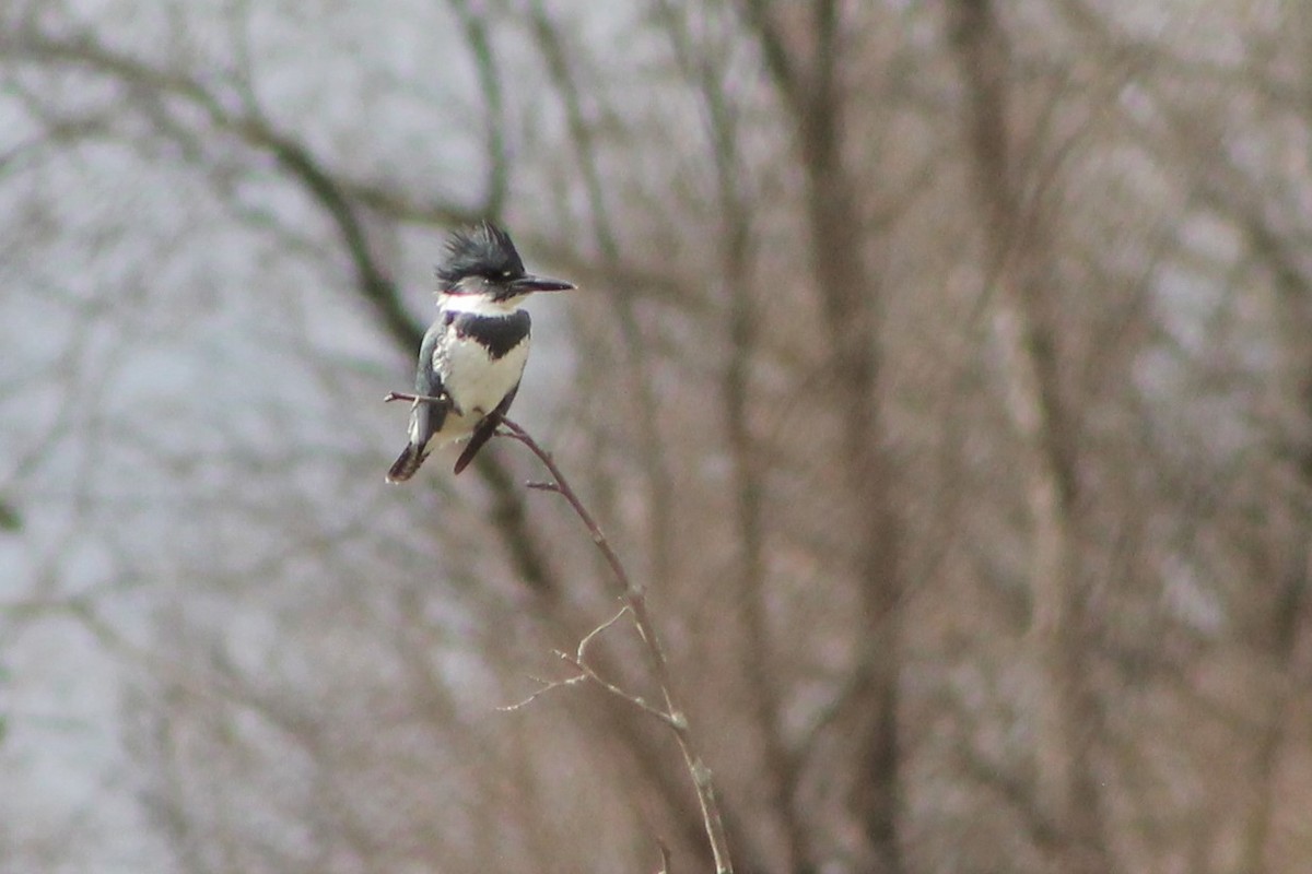 Belted Kingfisher - ML96649661