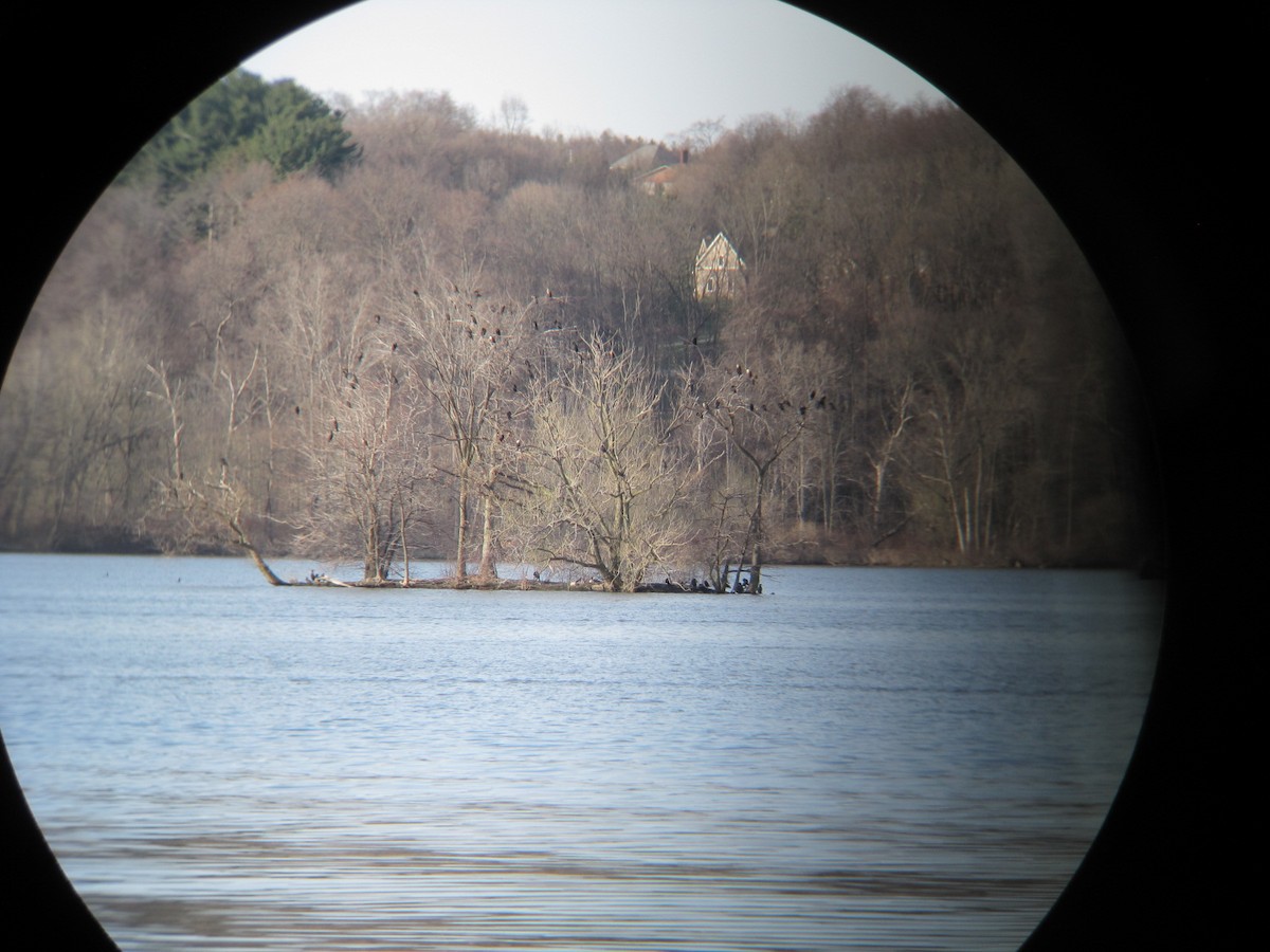 eBird Checklist 26 Apr 2018 Clear Fork ReservoirPicnic Area 3 20 species