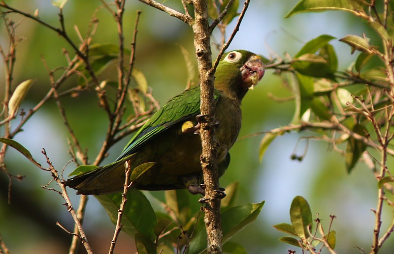 Olive-throated Parakeet (Aztec) - ML96651121