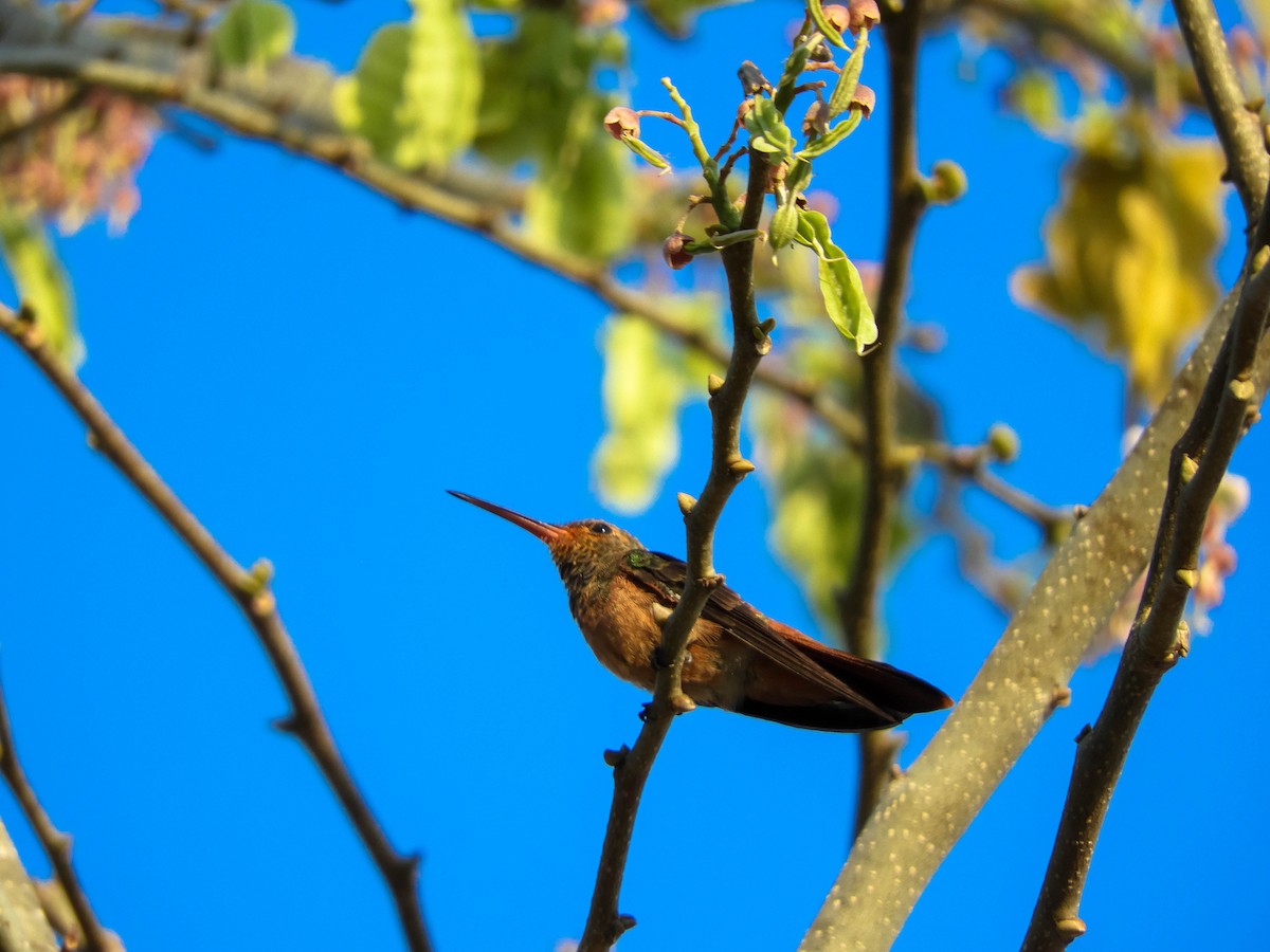 Buff-bellied Hummingbird (Yucatan) - Luis Trinchan