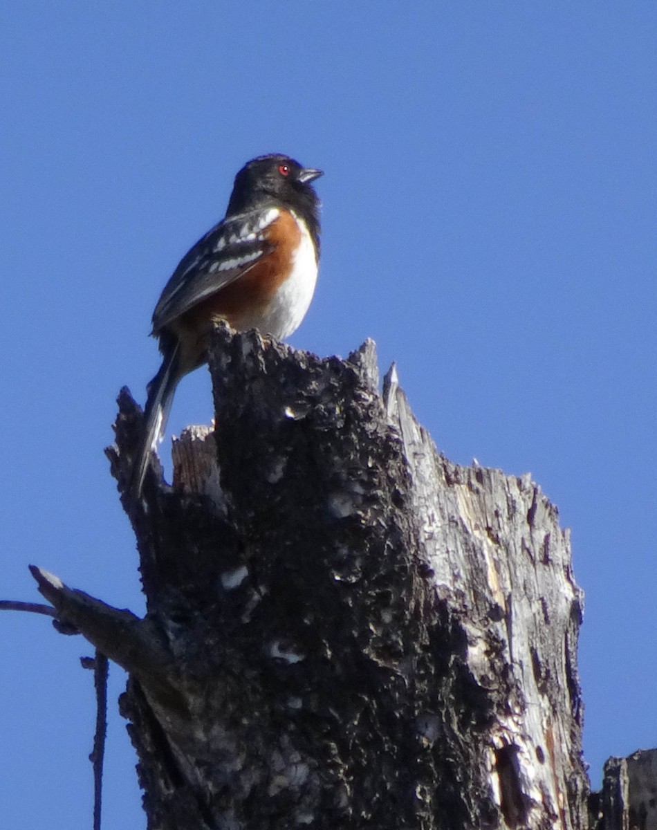 Spotted Towhee - ML96654571