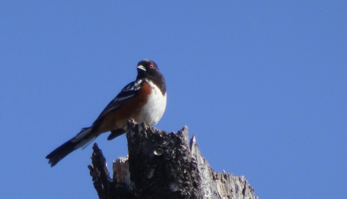 Spotted Towhee - ML96654581