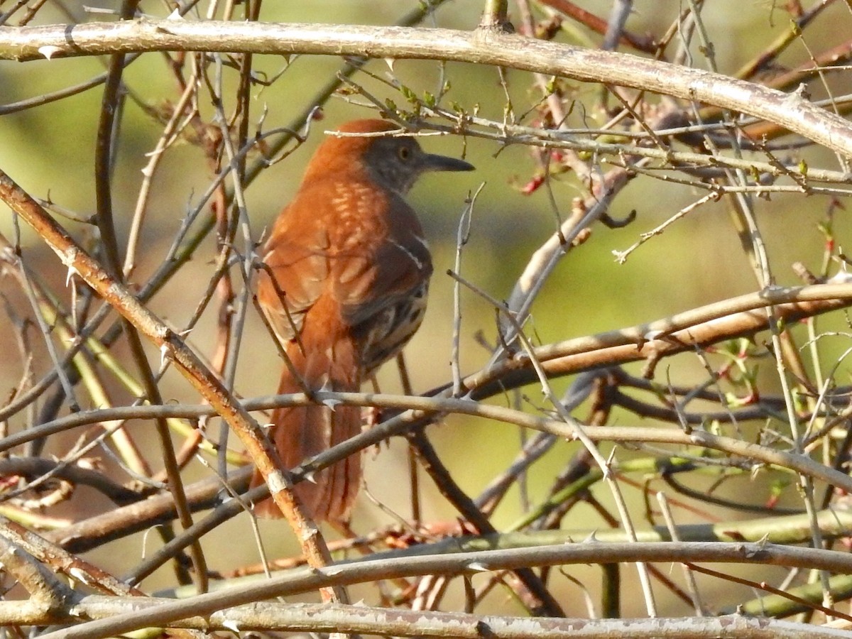 Brown Thrasher - Candy Giles
