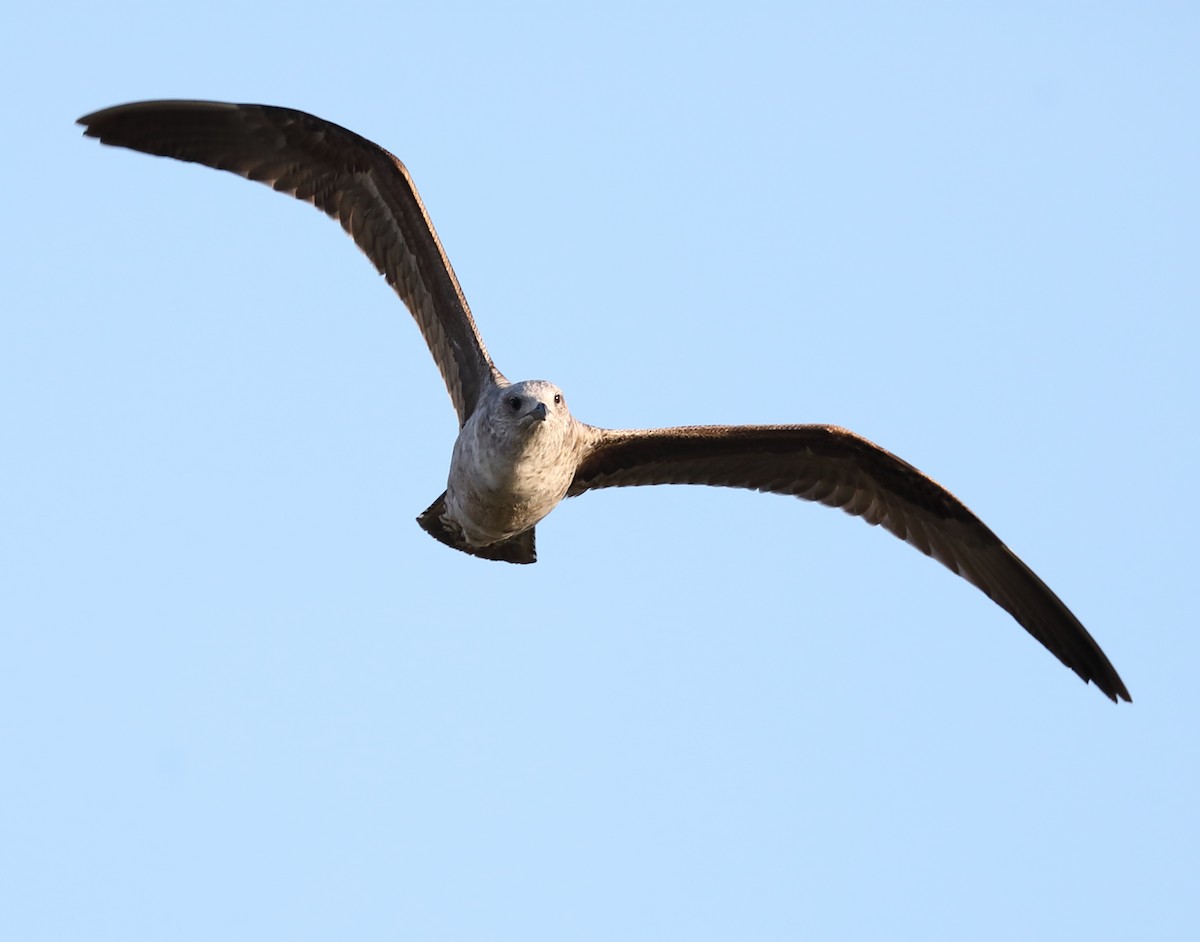 Lesser Black-backed Gull - Richard Brewer