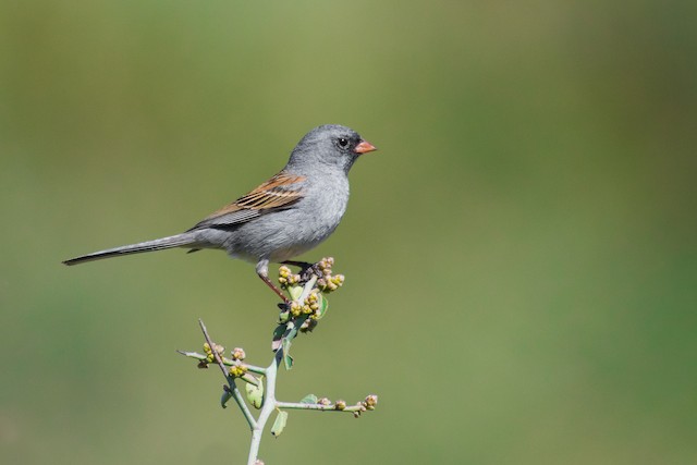 Black-chinned Sparrow