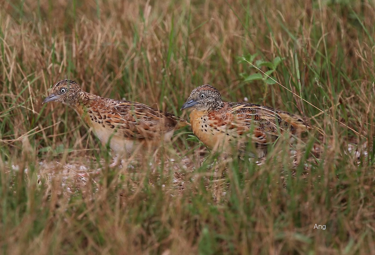 Small Buttonquail - Ang TH