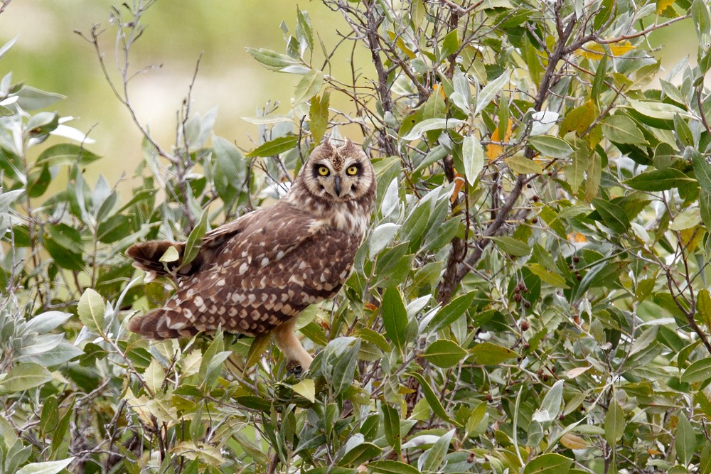 Short-eared Owl (Antillean) - Geoff Malosh