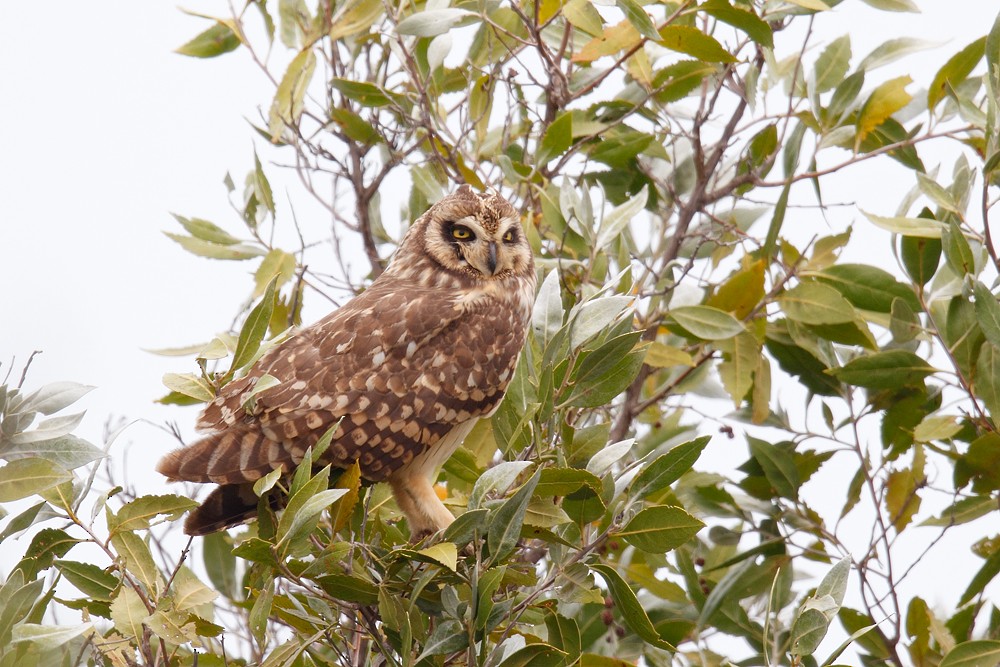 Short-eared Owl (Antillean) - Geoff Malosh
