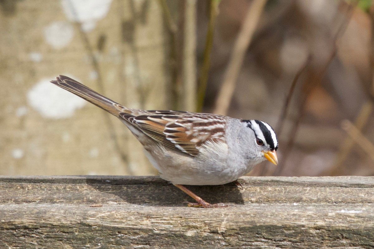 White-crowned Sparrow - Armand Munteanu