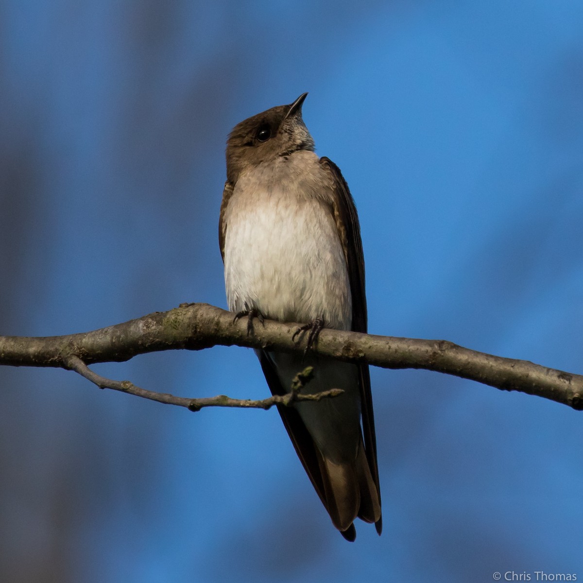Northern Rough-winged Swallow - Chris Thomas