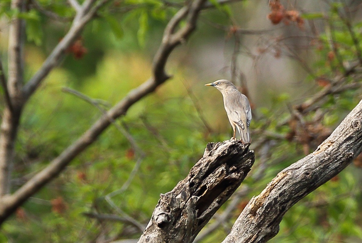 Chestnut-tailed/Malabar Starling - Coimbatore Nature Society