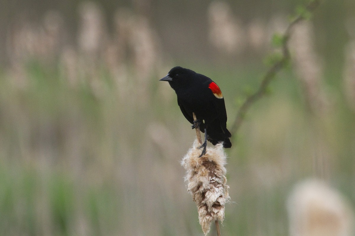 Red-winged Blackbird - ML96667951