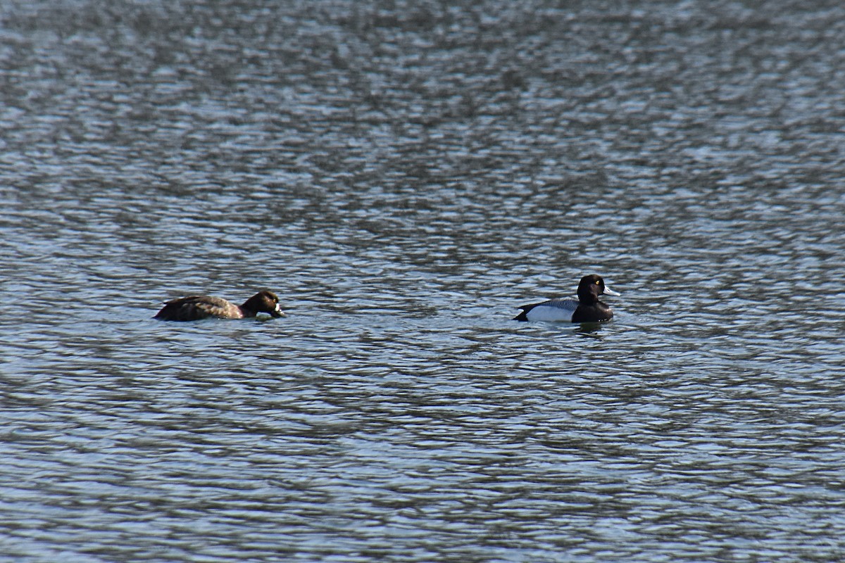 Greater Scaup - Don Henise