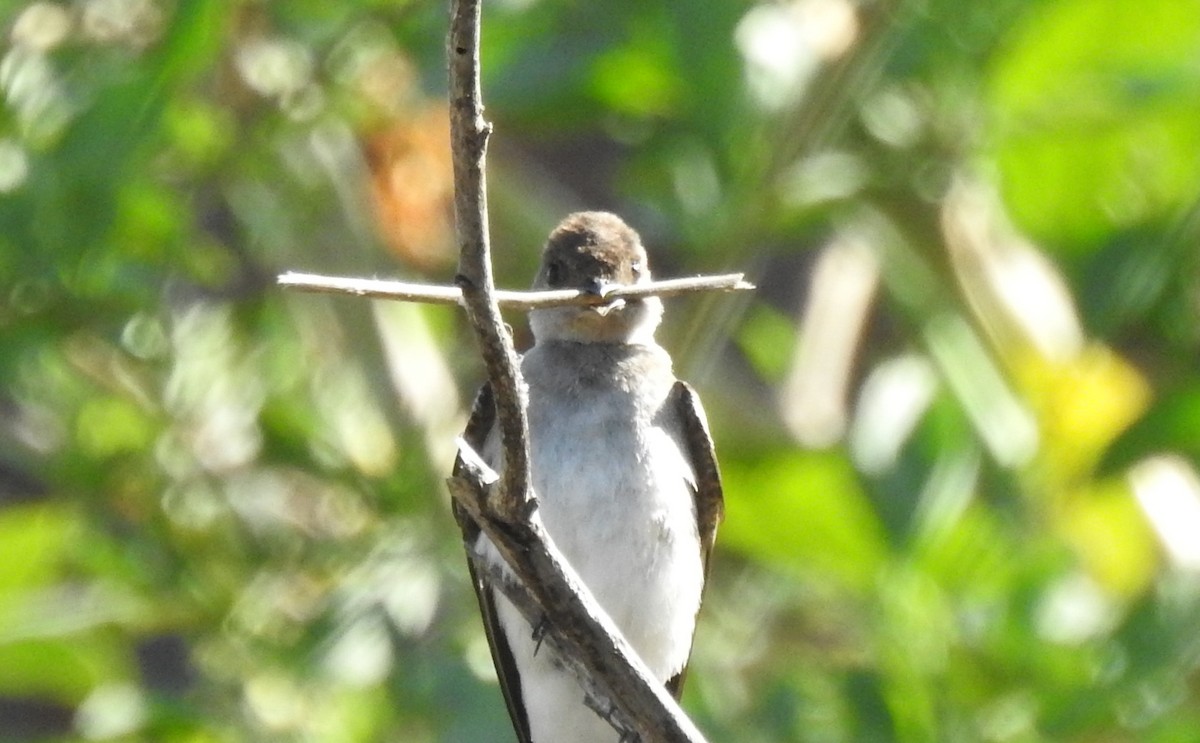 Northern Rough-winged Swallow - ML96672081