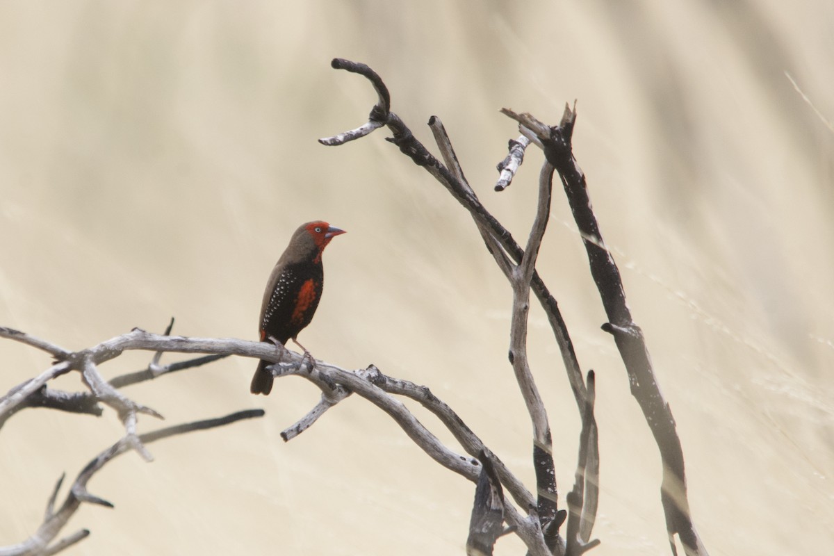 Painted Firetail - ML96675931