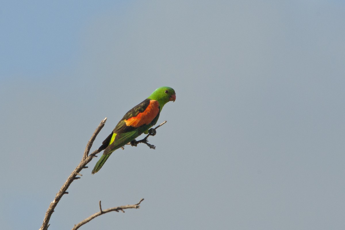 Red-winged Parrot - ML96680261