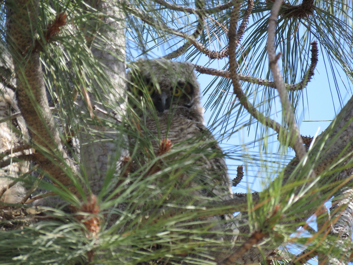 Great Horned Owl - ML96683991