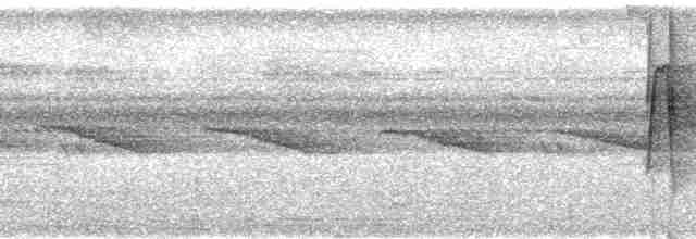 Мурав’янка-куцохвіст велика (підвид poecilinotus) - ML96684
