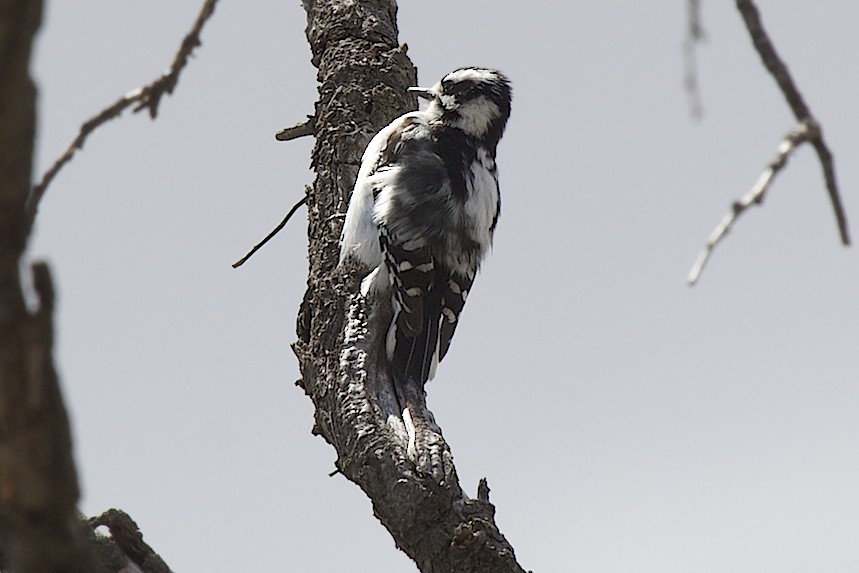 Downy Woodpecker - robert bowker
