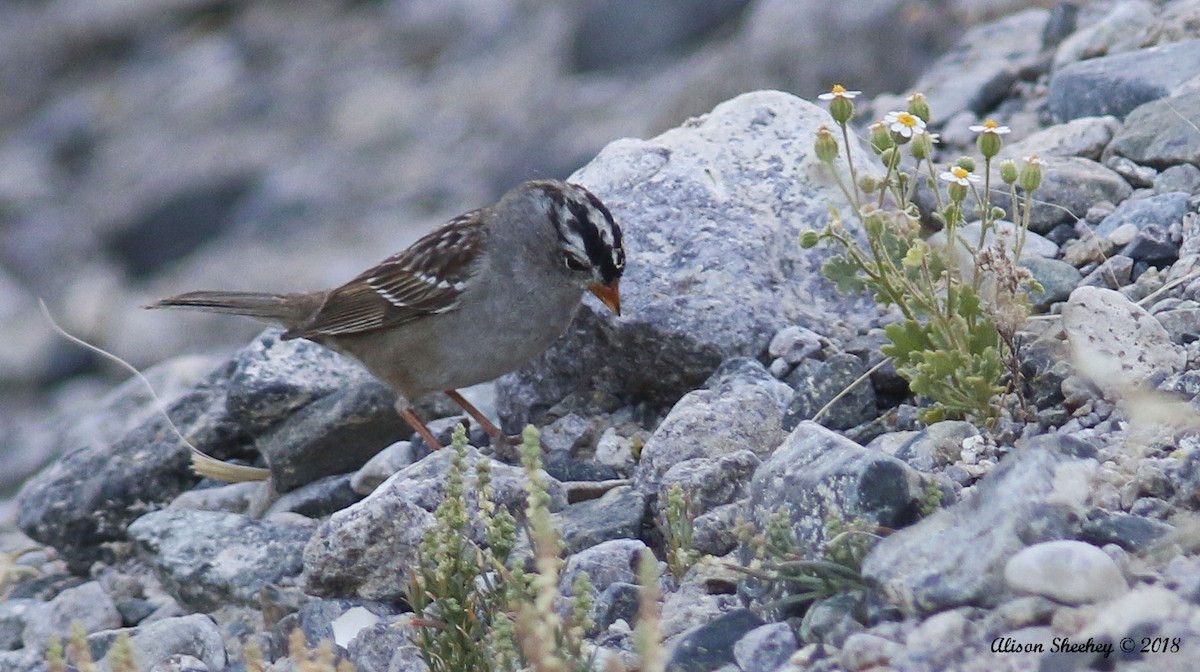 White-crowned Sparrow (Gambel's) - Alison Sheehey